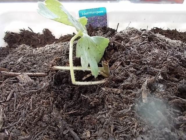 Bienen lieben es schon