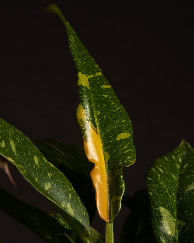 feey-philodendron-ring-of-fire-rarit-t-20-30-cm-topf-13-cm image 5