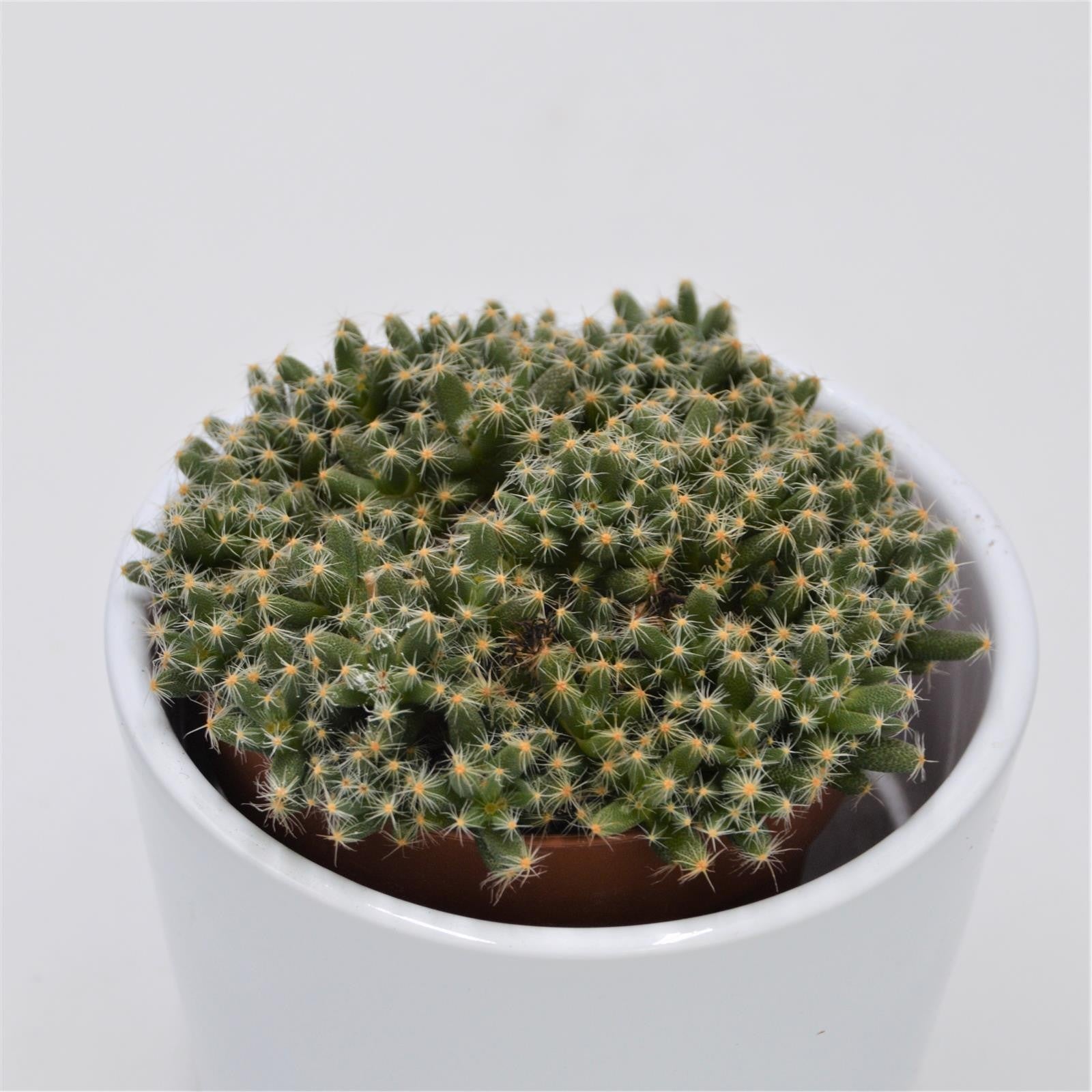 pasiora-trichodiadema-densum-sukkulente-8-5cm-topf image 1