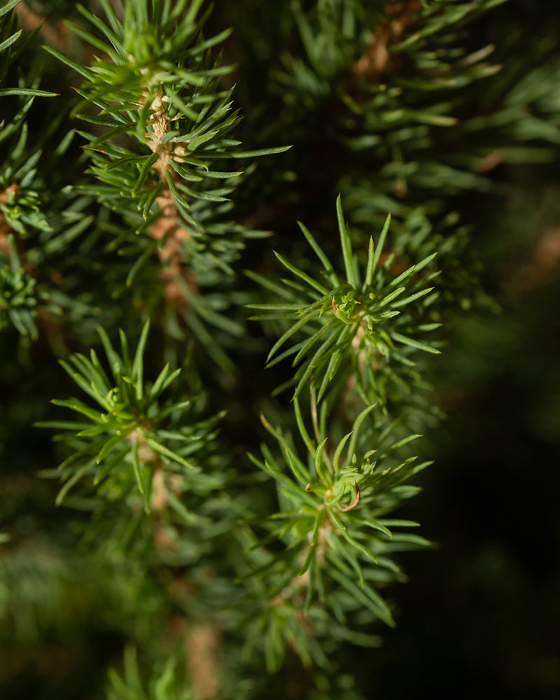 feey-gro-er-tannenbaum-zuckerhutfichte-picea-glauca-december-k-bel image 2