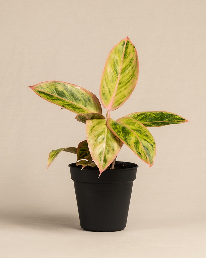 feey-aglaonema-salmon-fantasy-zimmerpflanze-kleine-pflanze-mit-farbigen-bl-ttern image 3
