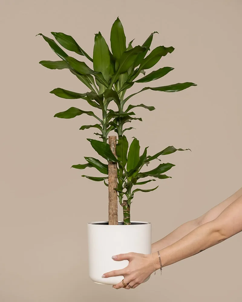 feey-gro-er-drachenbaum-dracaena-fragrans-65-75-cm image 1