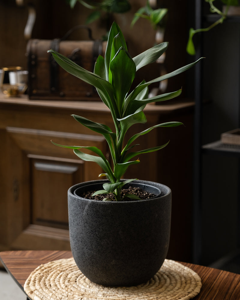feey-keulenlilie-cordyline-fruticosa-glauca-zimmerpflanze image 4