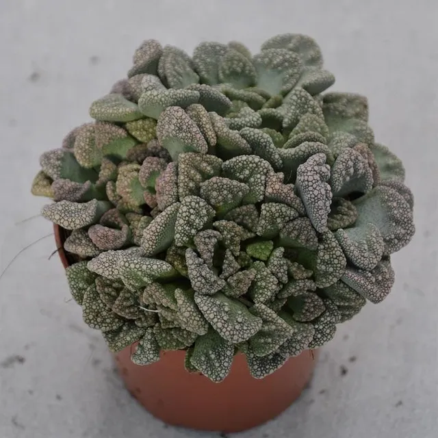 pasiora-titanopsis-calcarea-echtes-kalkblatt-sukkulente-8-5cm-topf image 1