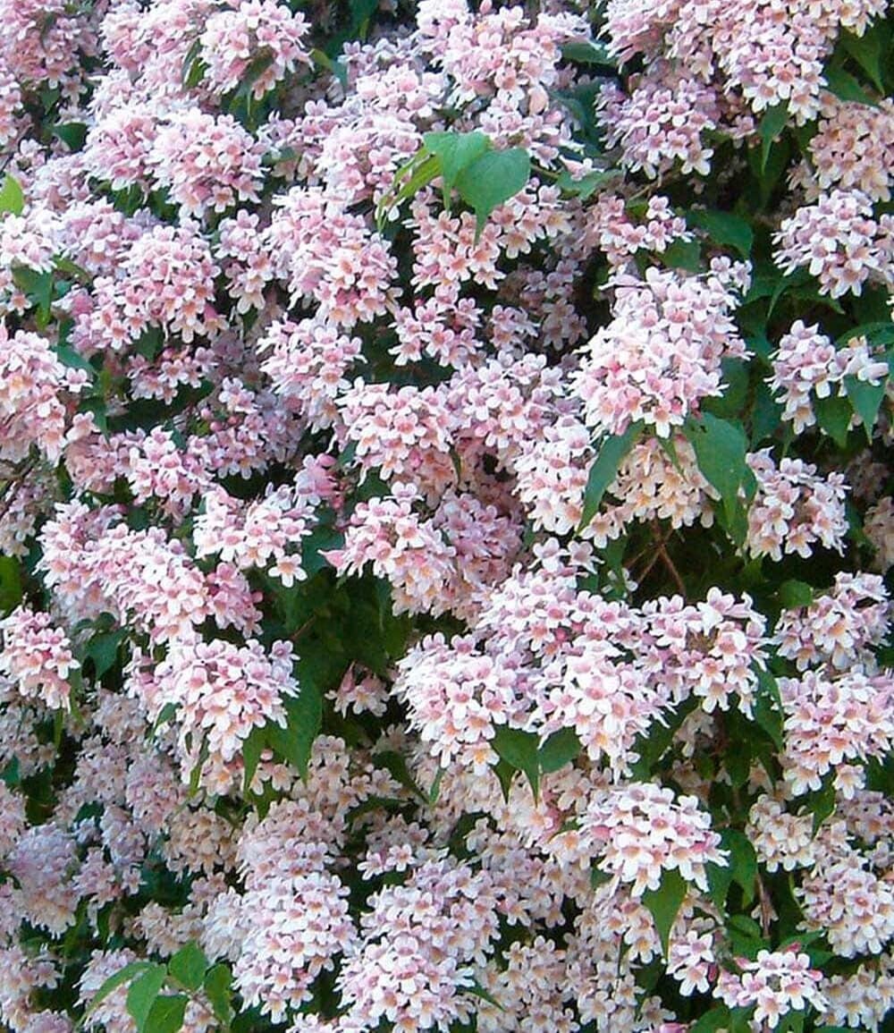 baldur-garten-rosa-perlmuttstrauch-im-9x9-cm-topf image 2