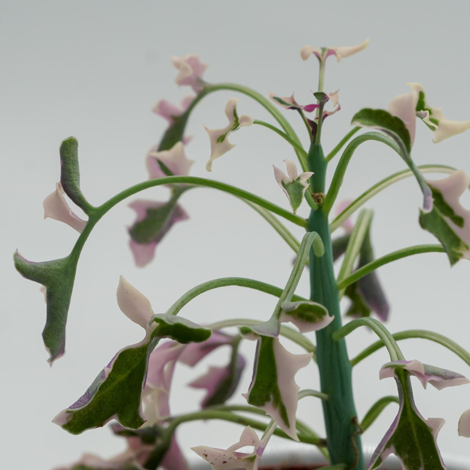 pasiora-senecio-articulatus-f-variegata-sukkulente-8-5cm-topf image 5