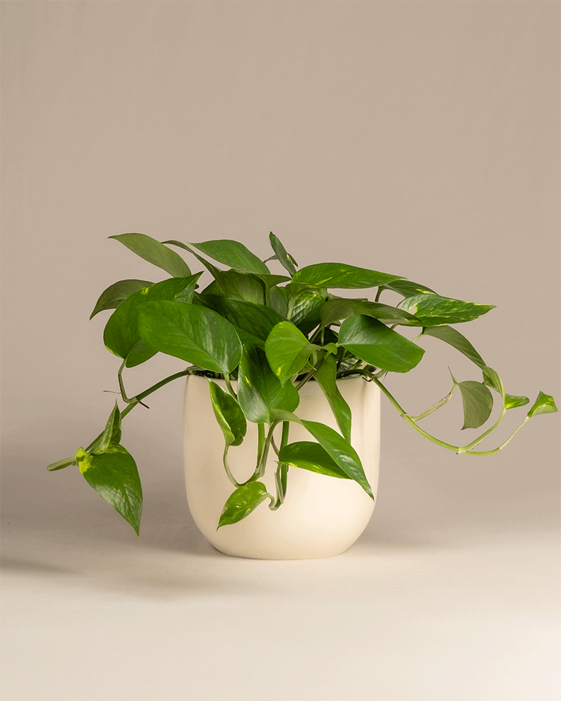 feey-gro-e-efeutute-epipremnum-aureum-h-ngepflanze image 6