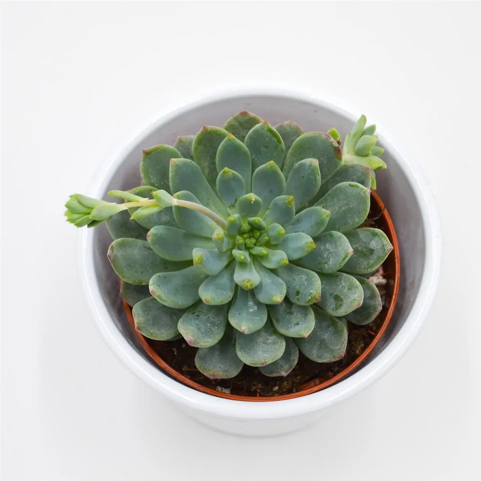 pasiora-x-sedeveria-blue-elf-sukkulente-8-5-cm-topf image 1