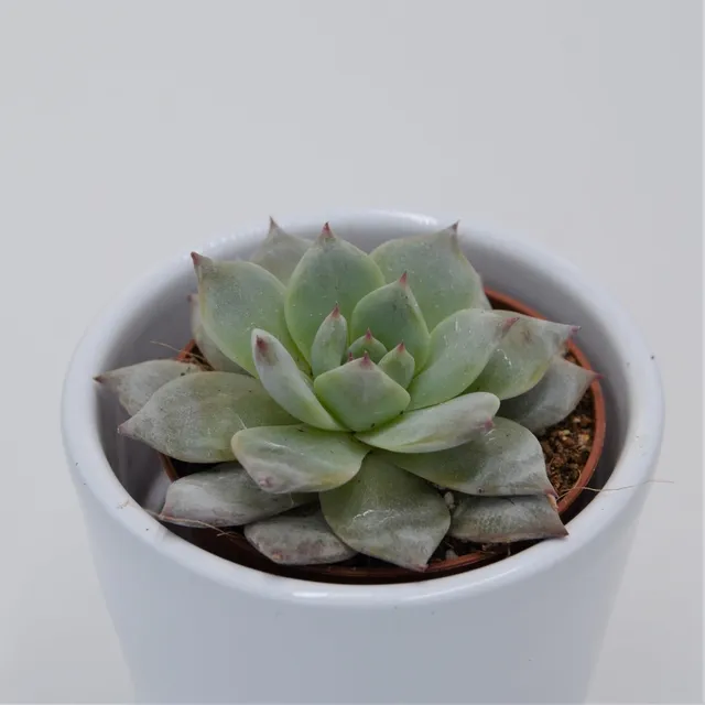 pasiora-echeveria-blue-bird-sukkulente-5-5cm-topf image 1