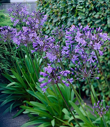 baldur-garten-agapanthus-blue-4-knollen-gr-e-i image 5