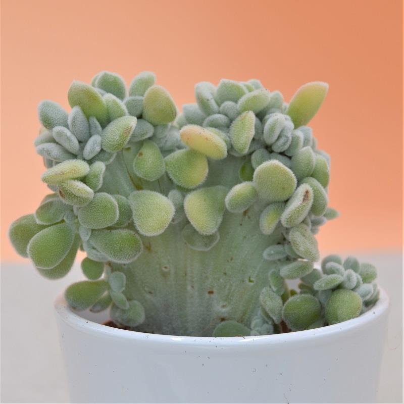 pasiora-echeveria-pulvinata-frosty-f-cristata-9cm image 3