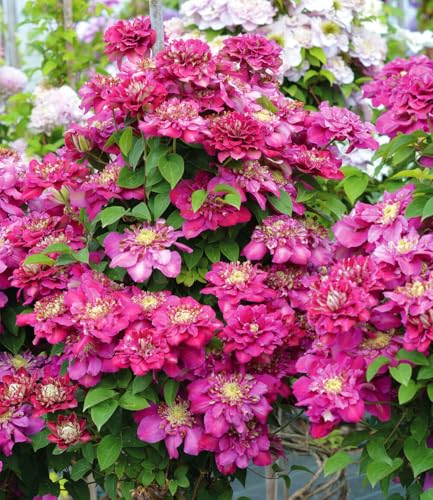 baldur-garten-clematis-hot-kisses-1-pflanze-im-9x9-cm-topf image 4