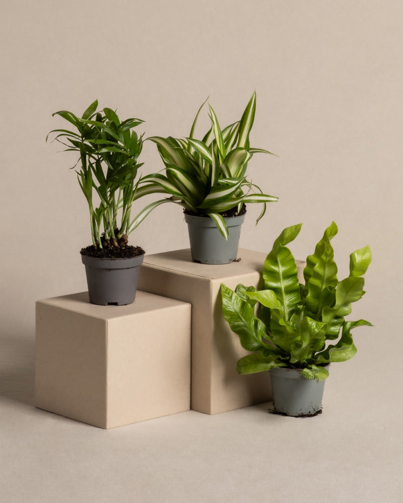 feey-ungiftige-babypflanzen-3er-set-gr-nlilie-nestfarn-bergpalme image 3