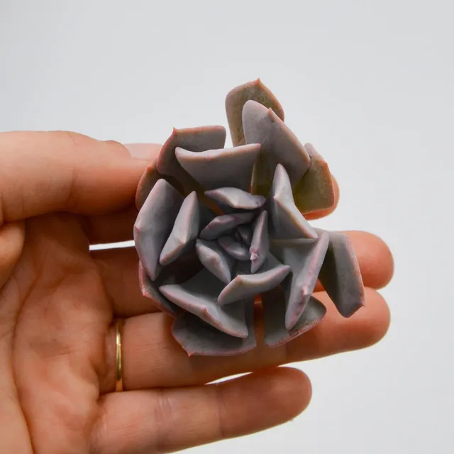 pasiora-echeveria-riviera-steckling image 1