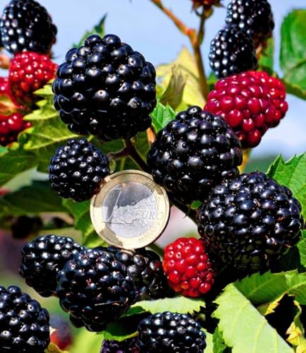 baldur-garten-zuckerbrombeere-asterina-2-liter-topf-stachellos image 5