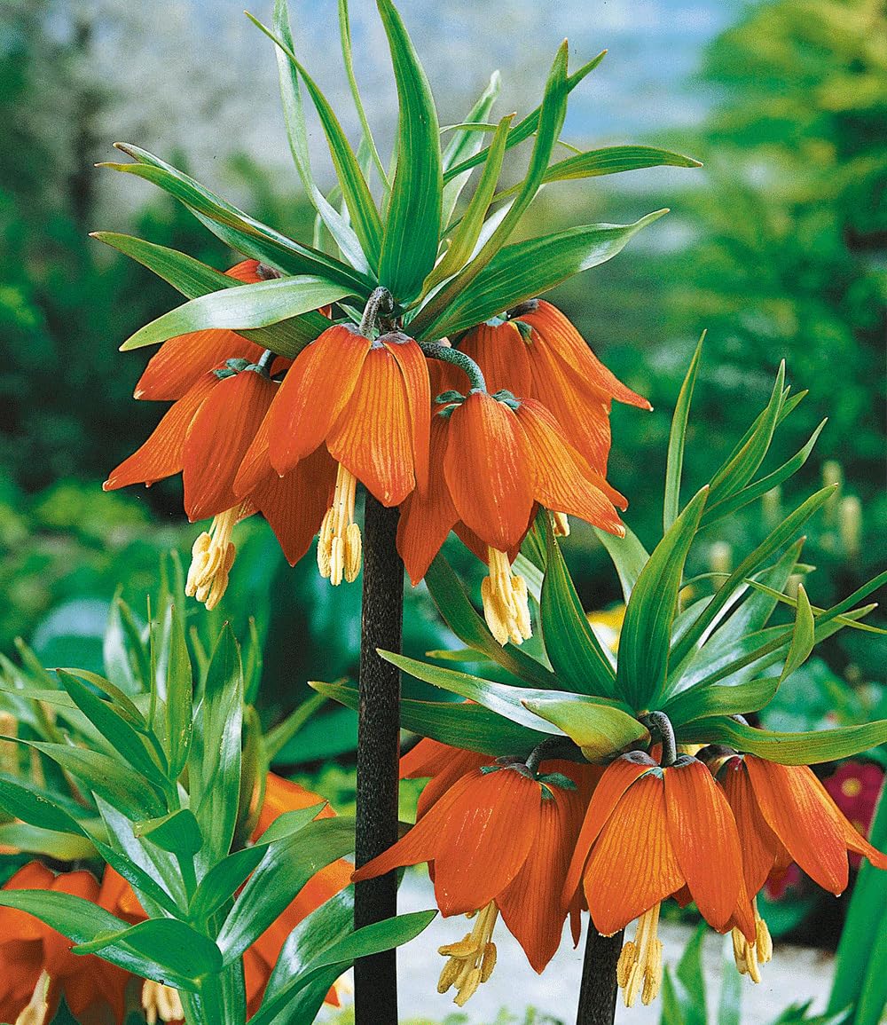 baldur-garten-kaiserkronen-kollektion-3er-blumenzwiebeln-18-cm-2x-orange-1x-gelb image 3