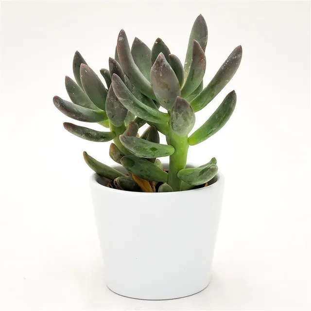 pasiora-x-pachyveria-blue-mist-sukkulente-5-5-cm-topf image 1