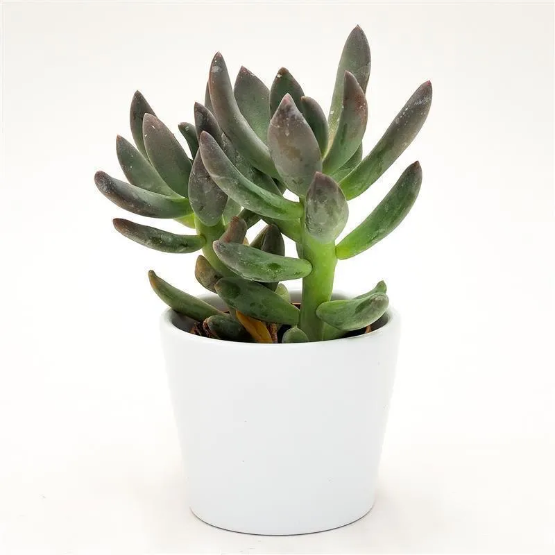 pasiora-x-pachyveria-blue-mist-sukkulente-5-5-cm-topf image 1