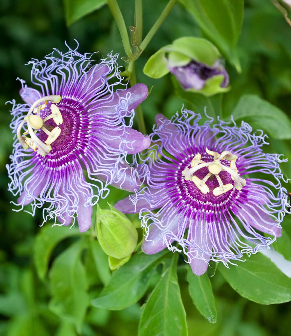 baldur-garten-winterharte-passionsblume-cooltropics-eia-popeia-kletterpflanze image 2