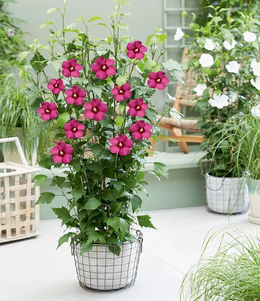 baldur-garten-hibiskus-flower-tower-ruby-im-9x9-cm-topf image 1