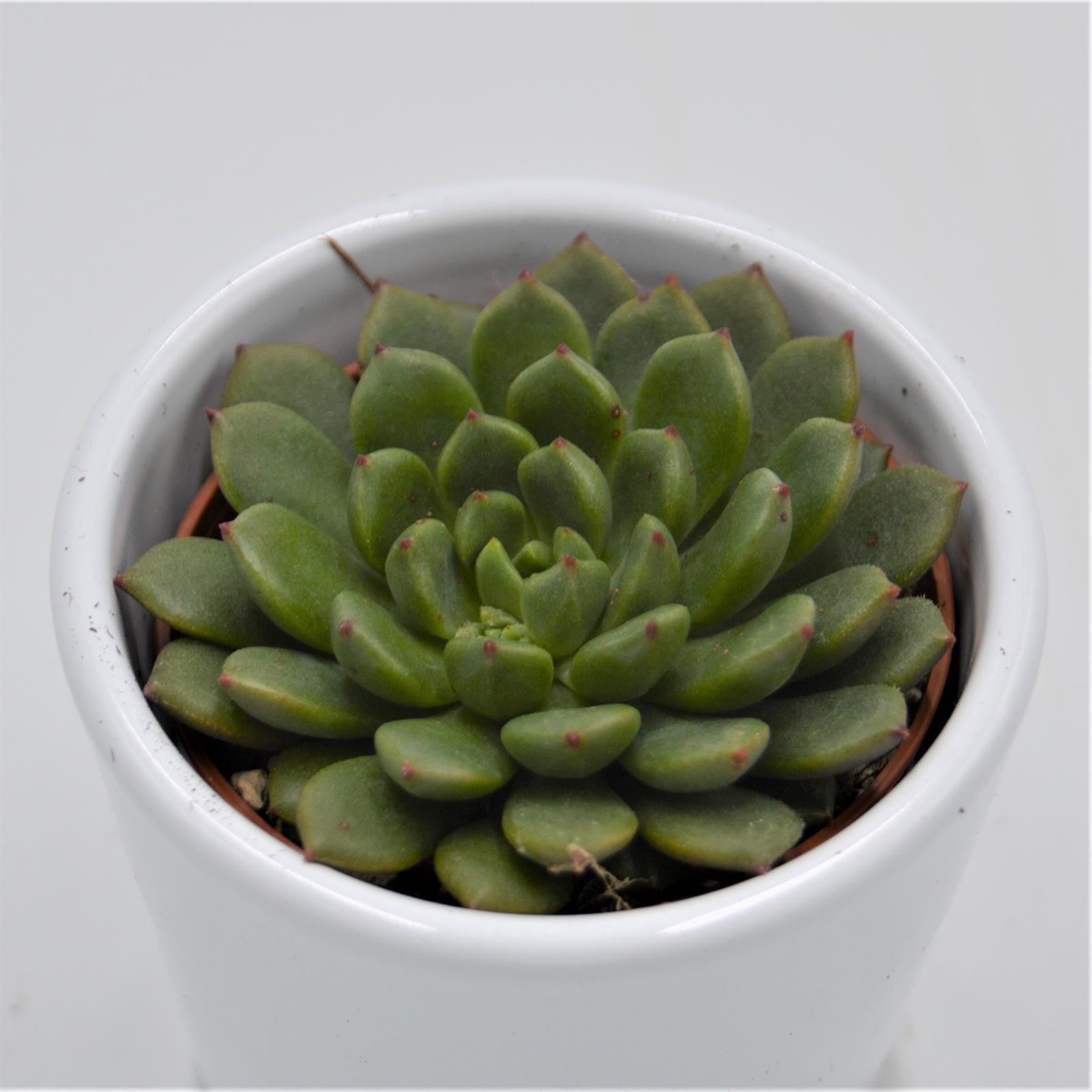 pasiora-echeveria-ron-evans-echeverie-6cm-topf image 1