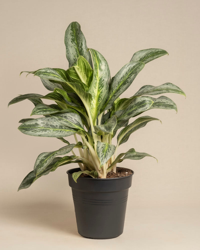 feey-aglaonema-emerald-stone-zimmerpflanze-mittel image 3