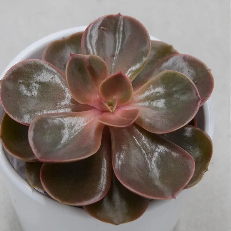 pasiora-echeveria-red-ruby-sukkulente-8-5cm-topf image 1