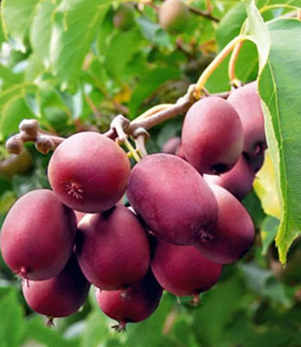 baldur-garten-kiwi-ken-s-red-pflanze-im-9x9-cm-topf image 1