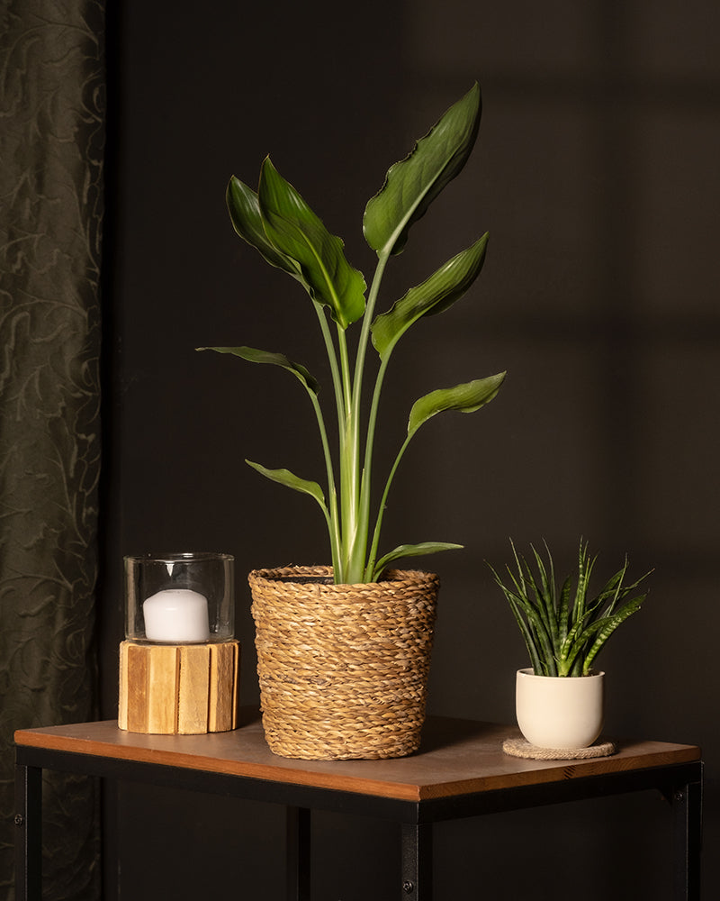 feey-strelitzia-reginae-paradiesvogelblume-mittel image 4