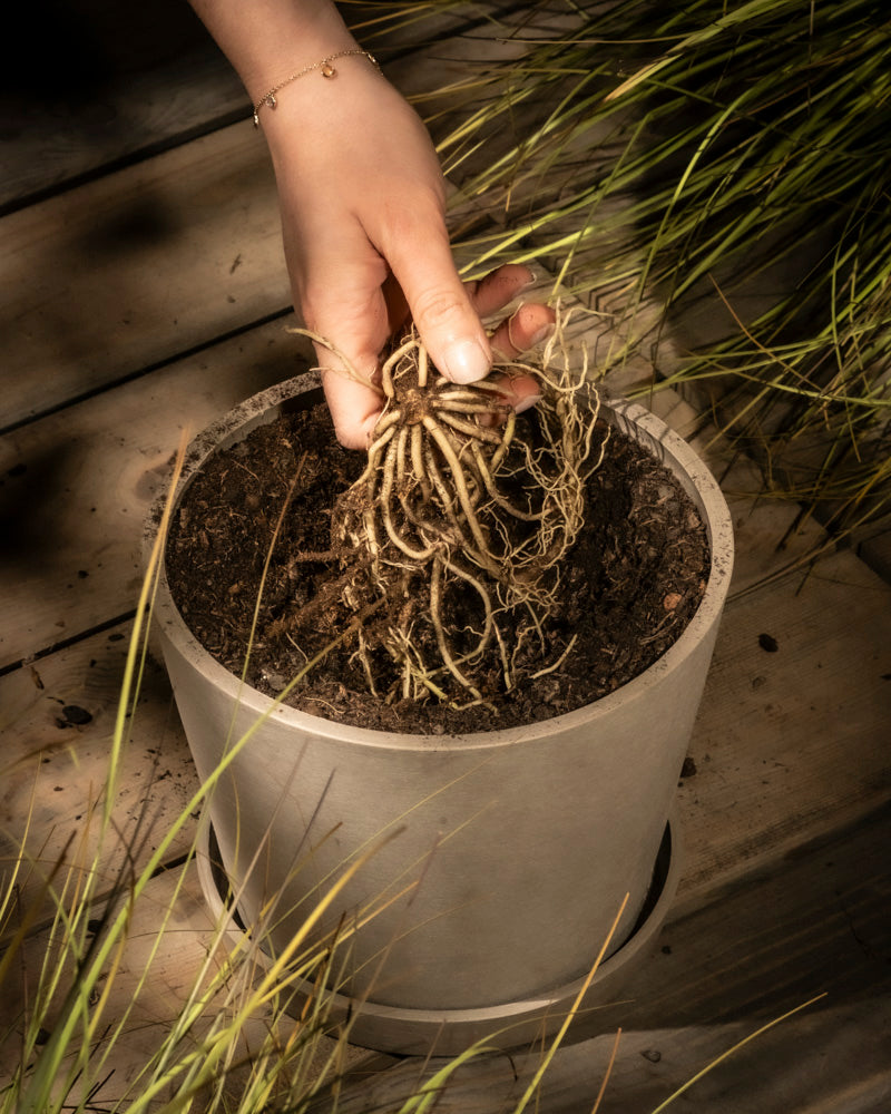 feey-hosta-blau-beige-knollenpflanze-rhizome-f-r-schatten image 6