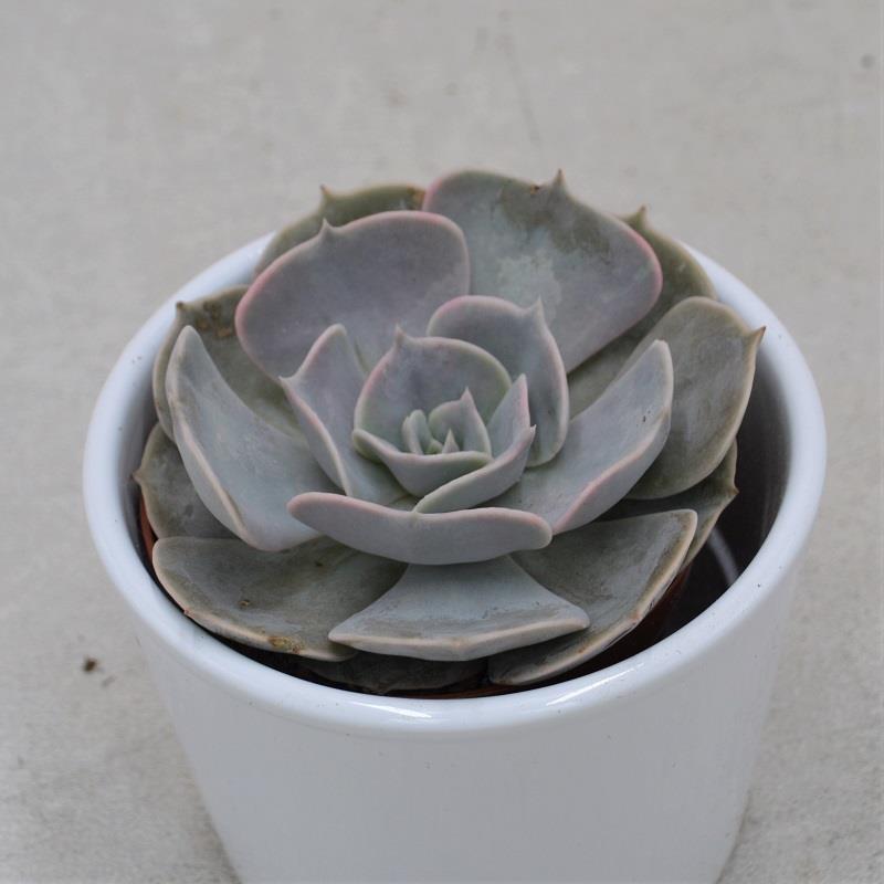 pasiora-echeveria-pollux-sukkulente-8-5cm-topf image 1