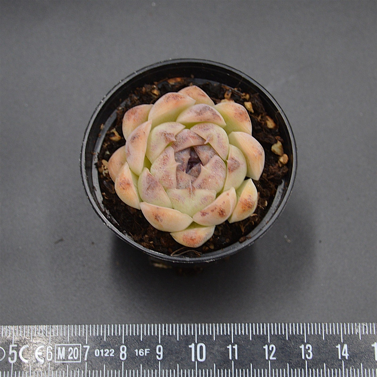 pasiora-echeveria-purple-rice-sukkulente-rarit-t-indoor image 2