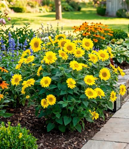 baldur-garten-2x-sonnenblume-suncatcher-winterhart-13-cm-topf image 6