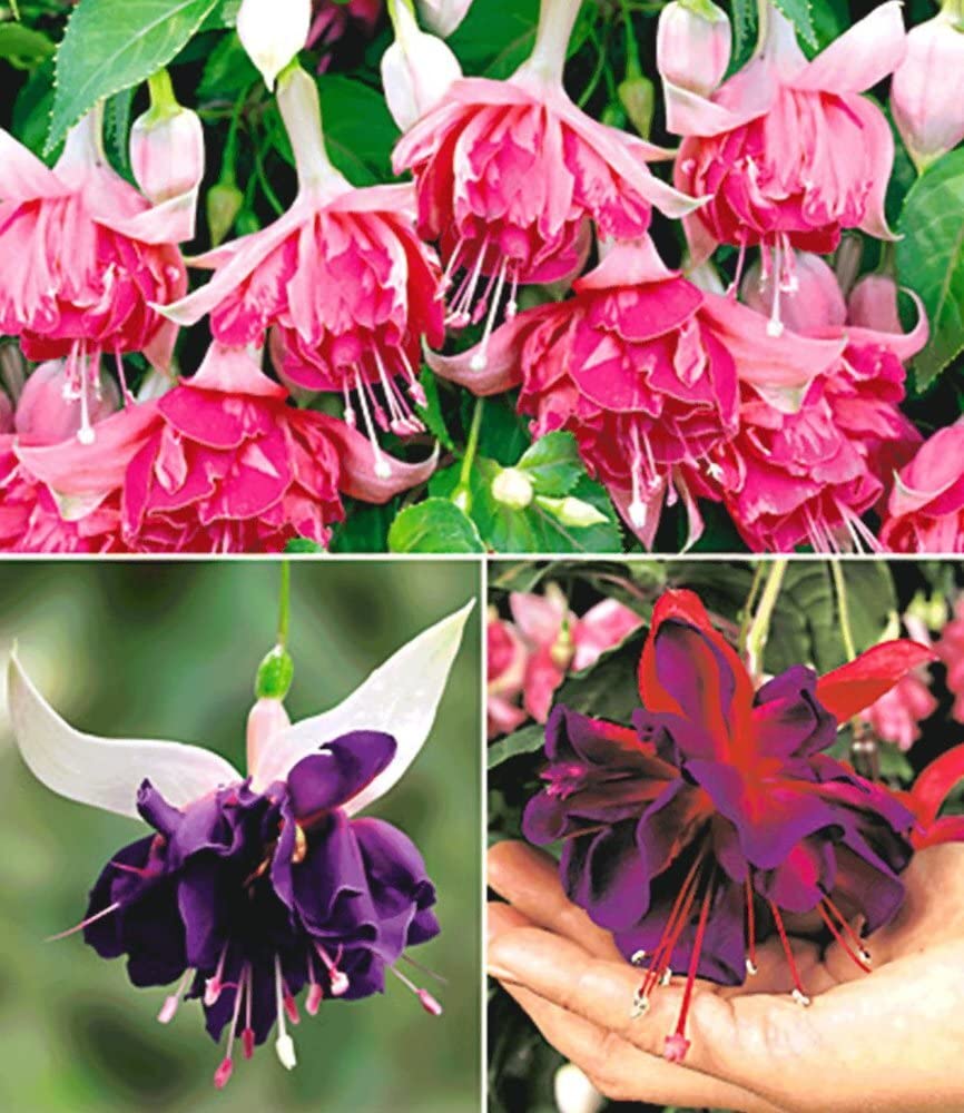 baldur-garten-riesen-fuchsien-rarit-ten-kollektion-6-pflanzen-deep-purple-voodoo image 2