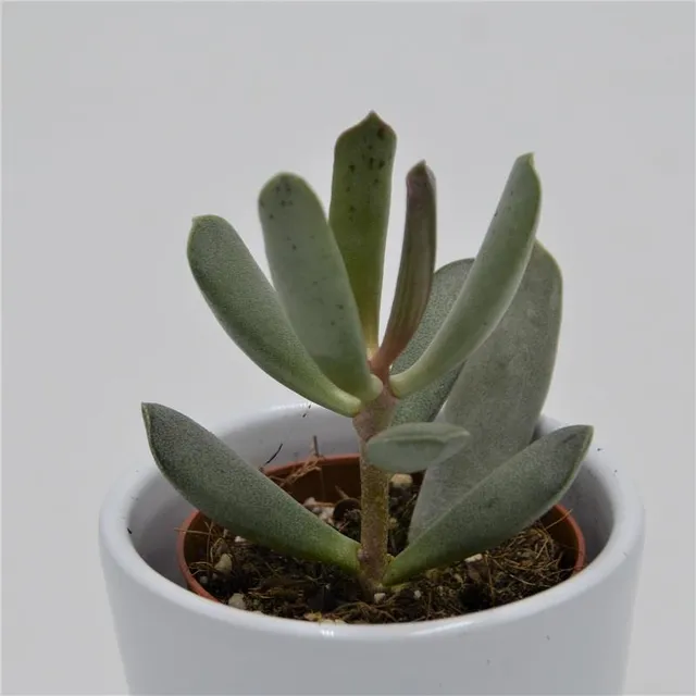 pasiora-adromischus-filicaulis-mini-sukkulente-5-5cm image 1