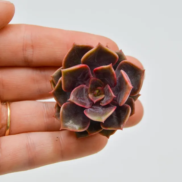 pasiora-echeveria-da-hong-pao-steckling-indoor-sukkulente image 1