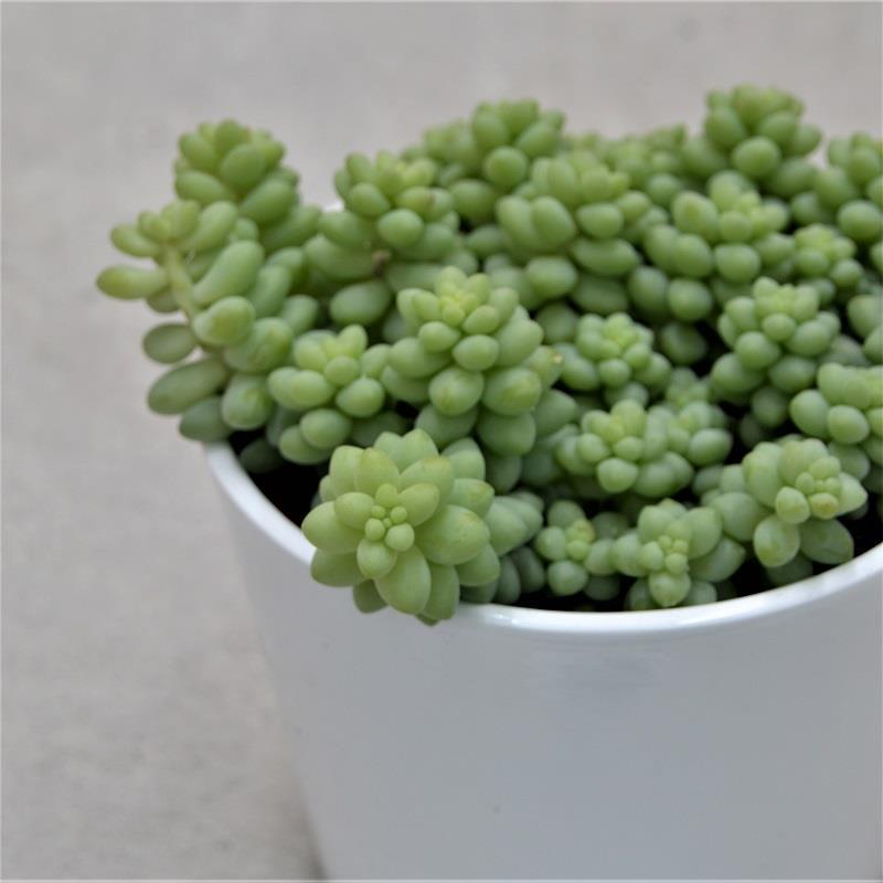 pasiora-sedum-burrito-h-ngesukkulente-12cm-topf image 1