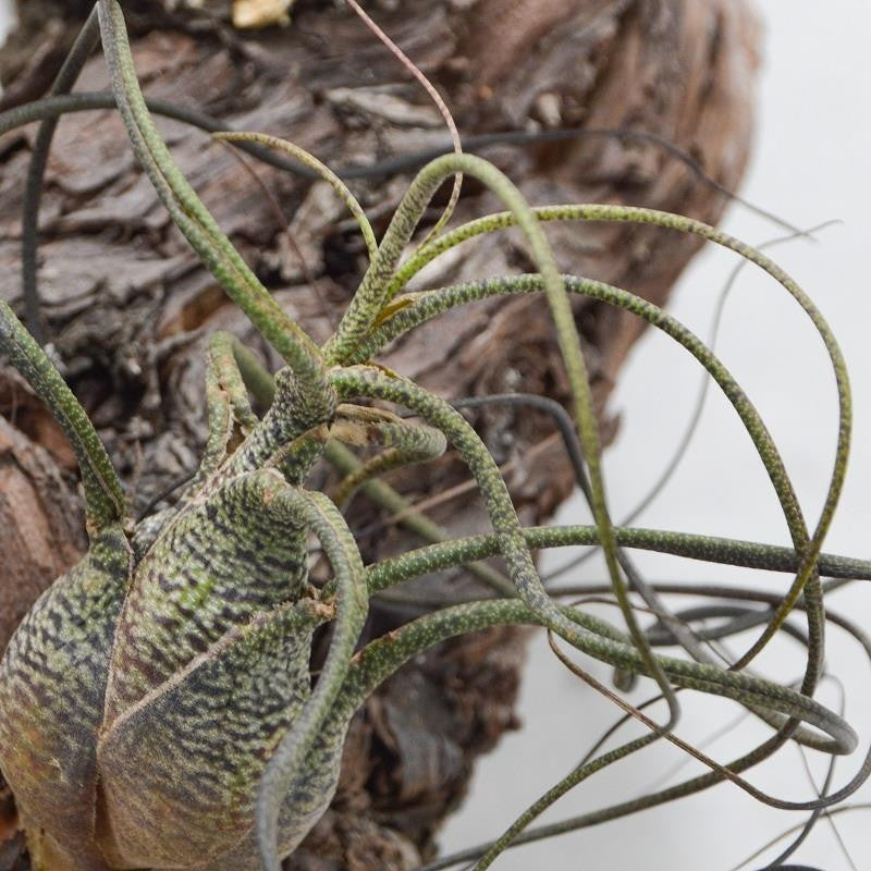 pasiora-tillandsia-butzii-luftnelke-bromelie image 1
