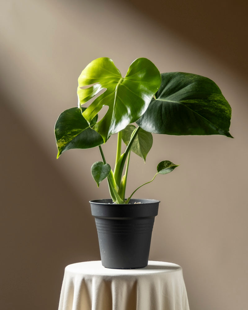 feey-monstera-aurea-variegata-gelb-panaschierte-rarit-t image 3