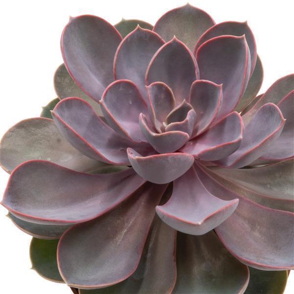 pasiora-echeveria-perle-von-n-rnberg-12cm-topf image 1