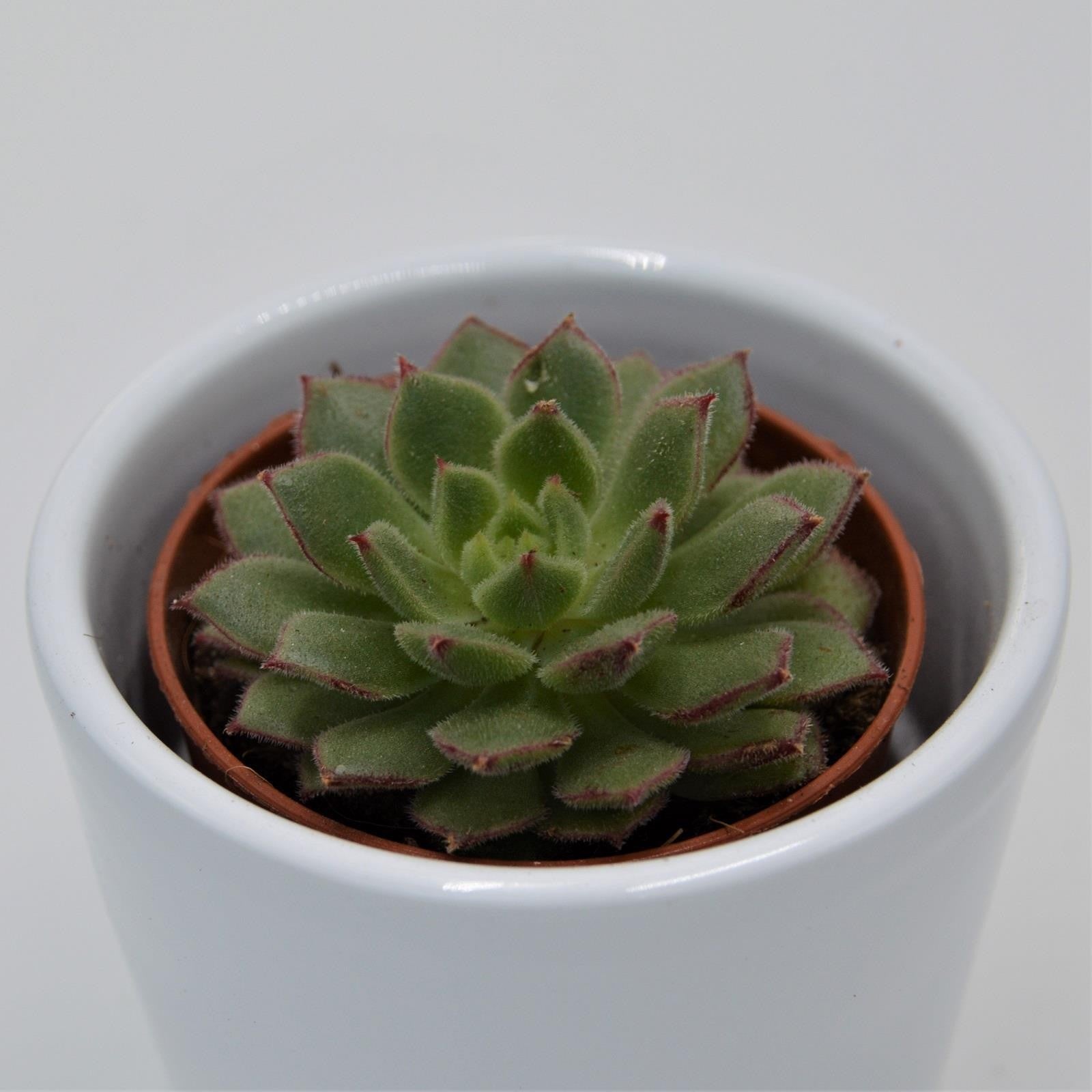 pasiora-echeveria-derosa-herr-herrsblute-sukkulente-5-5cm image 2