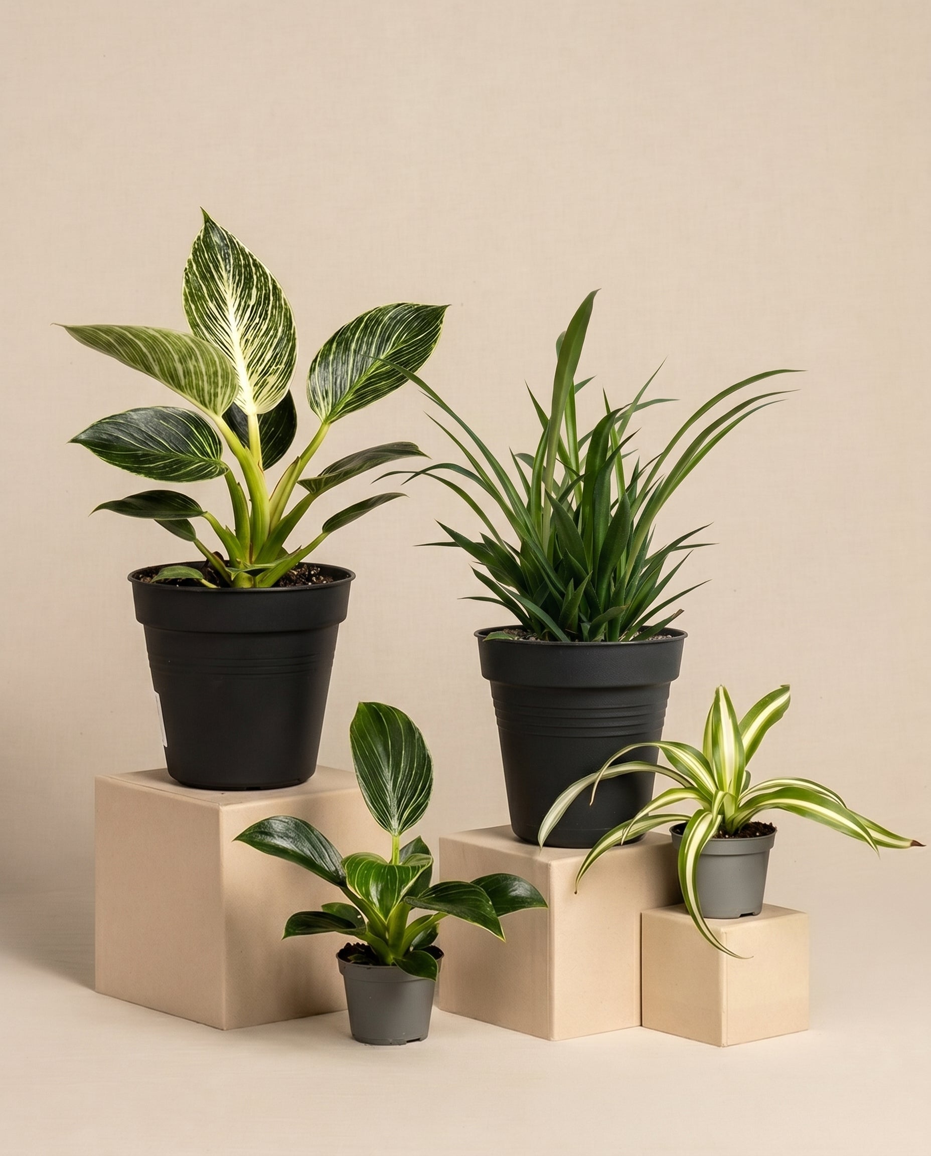 feey-familienzuwachs-set-4er-pflanzenset-philodendron-gr-nlilie image 3