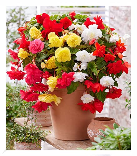 baldur-garten-h-ngebegonie-glamour-mix-3-knollen image 2