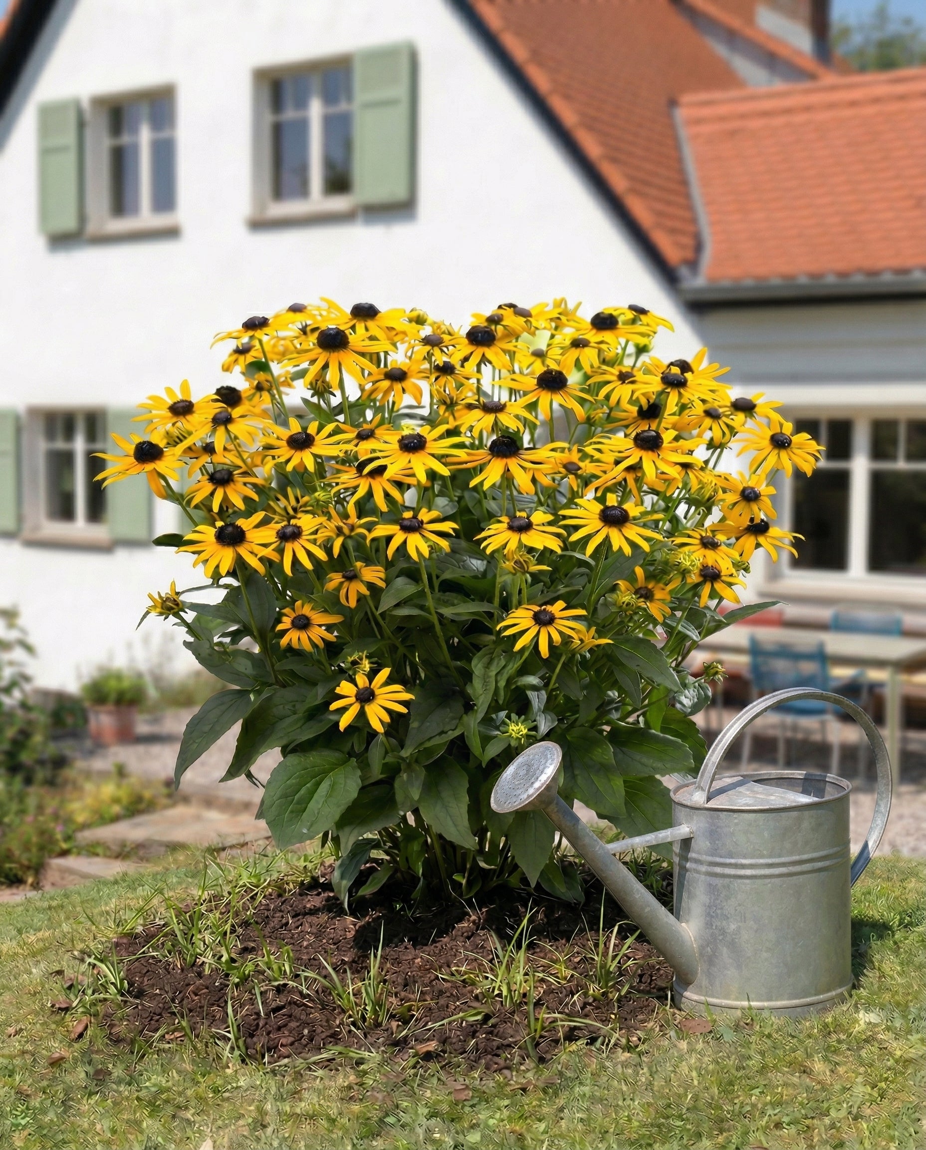 feey-gelber-sonnenhut-rudbeckia-fulgida-wurzelstock image 8
