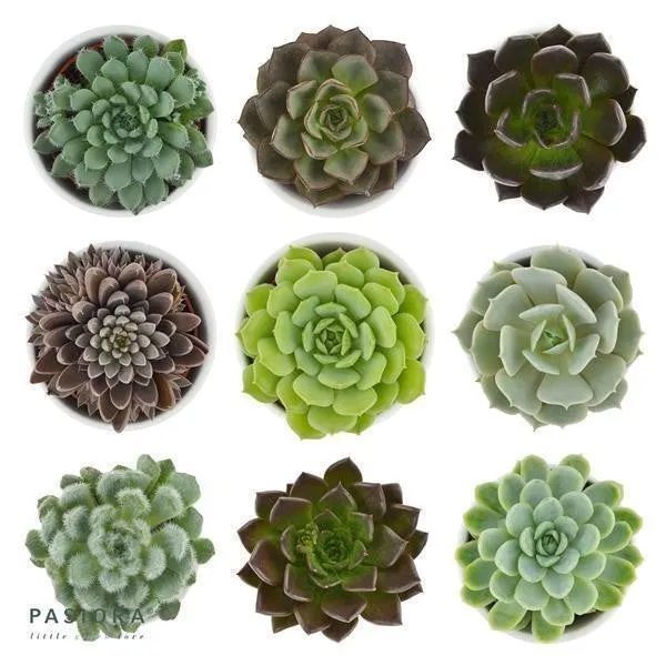 pasiora-enchant-echeveria-10-st-ck-set-6cm image 1