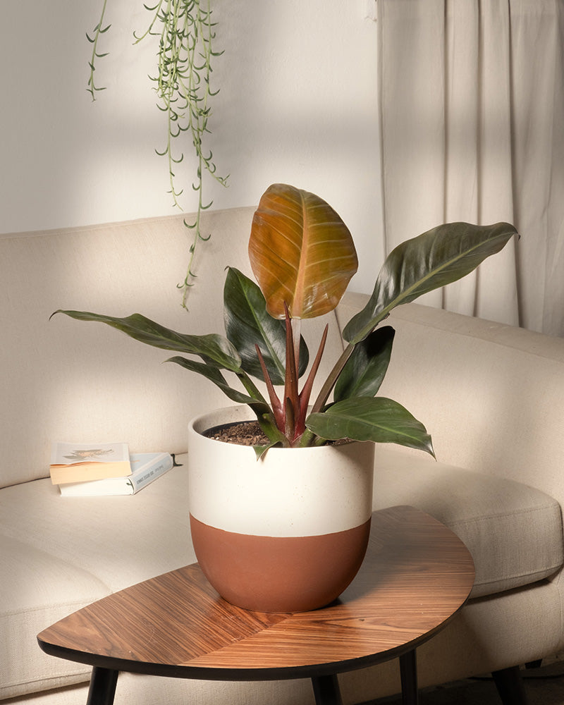 feey-philodendron-imperial-red-zimmerpflanze image 2
