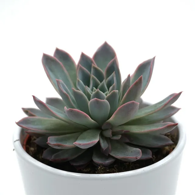pasiora-echeveria-violet-queen-rosetten-sukkulente-10-5cm image 1