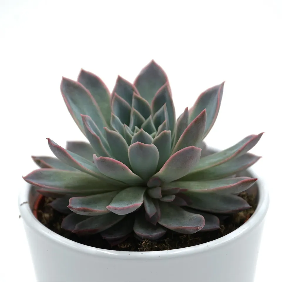 pasiora-echeveria-violet-queen-rosetten-sukkulente-10-5cm image 1