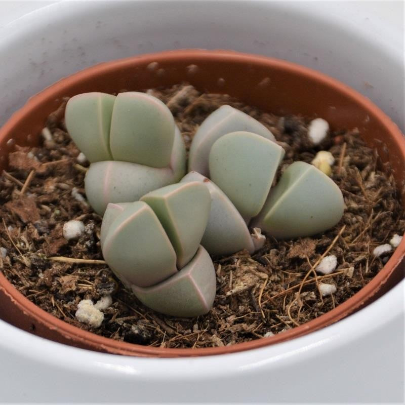 pasiora-lapidaria-margaretae-mini-sukkulente-5-5cm image 2