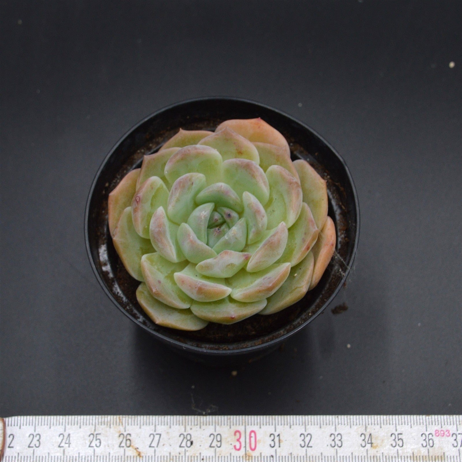 pasiora-echeveria-hyalina-hybrid-sukkulente-einzelst-ck image 2